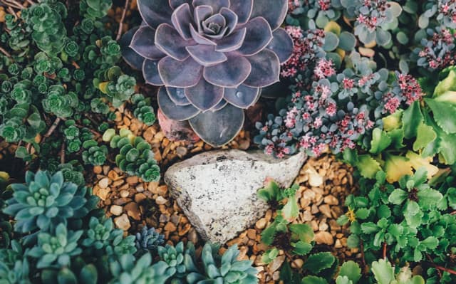 Succulents have thick fleshy tissues that are optimized for water storage.